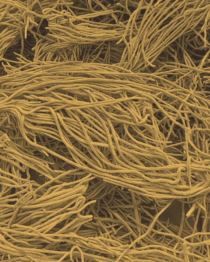 Fine hand-rolled sevai strands in basalt-and-gold duotone